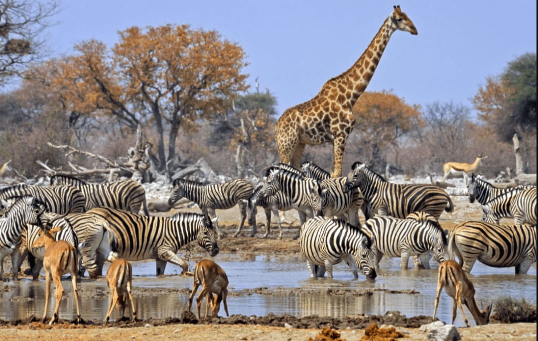 Africa